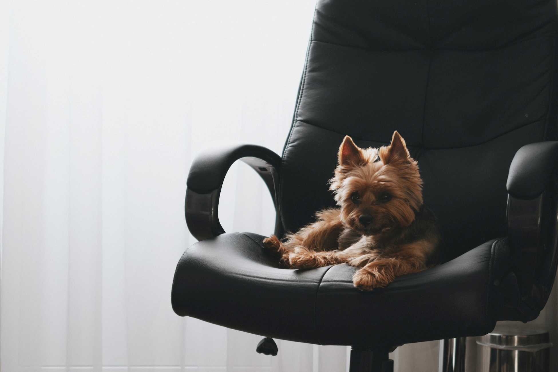 Cani e gatti sul posto di lavoro