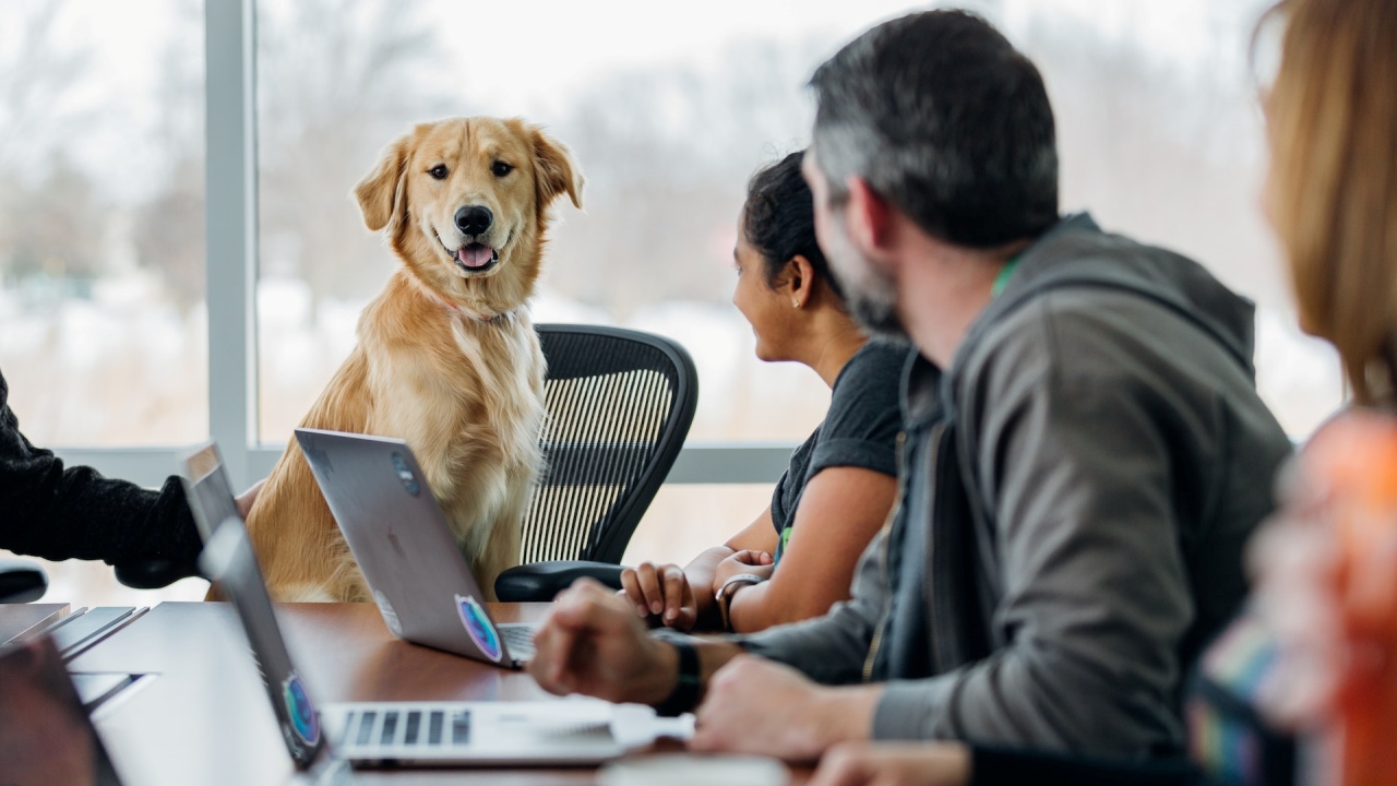 cane a lavoro