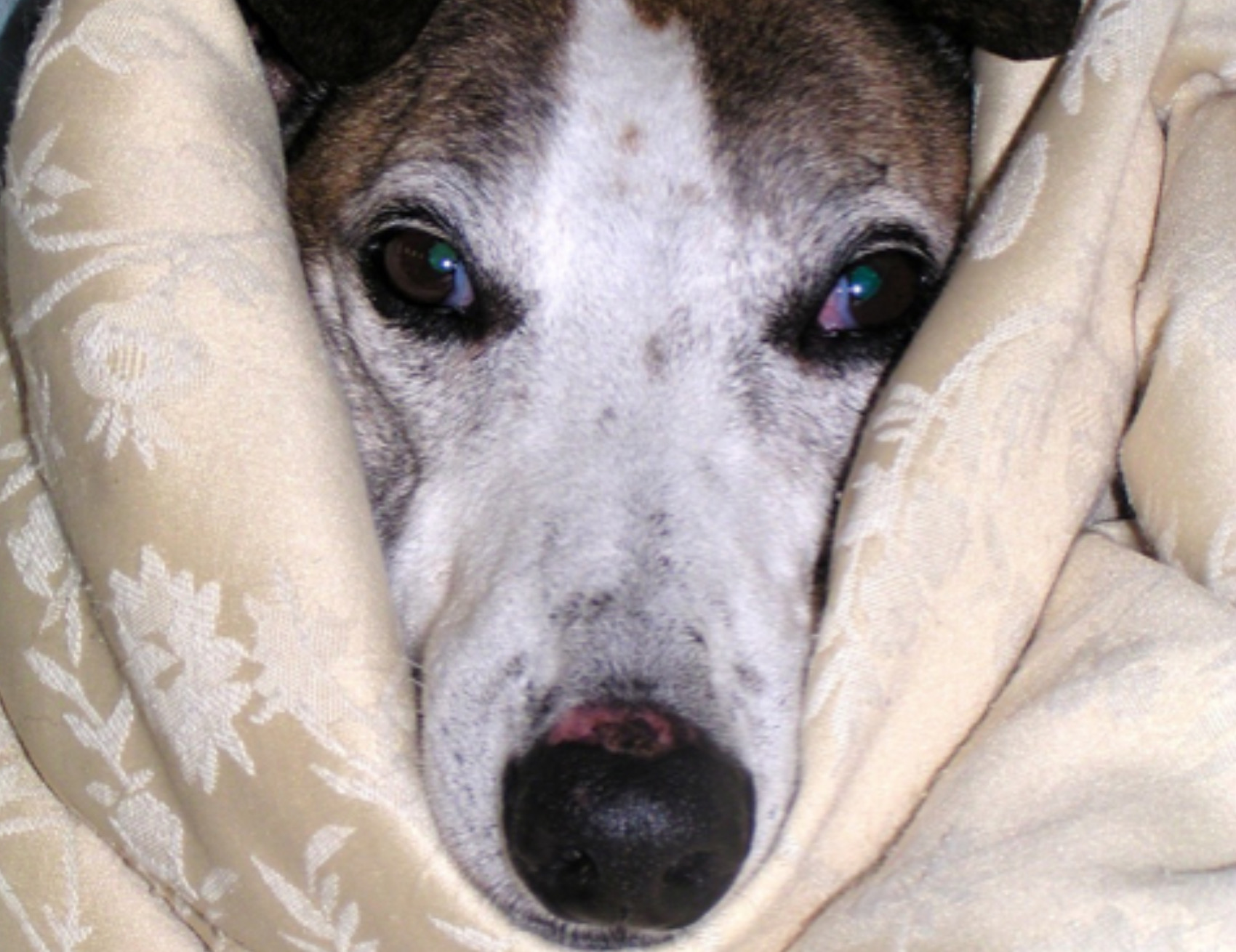 Cane nelle coperte