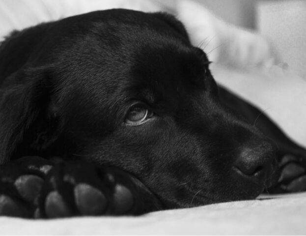 C’è qualcosa che causa problemi respiratori ai cani, e gli esperti stanno avvisando tutti i padroni