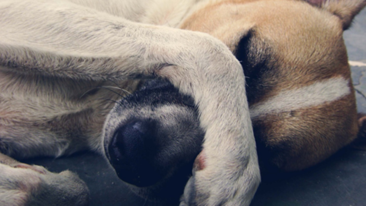 Cane si tocca il muso