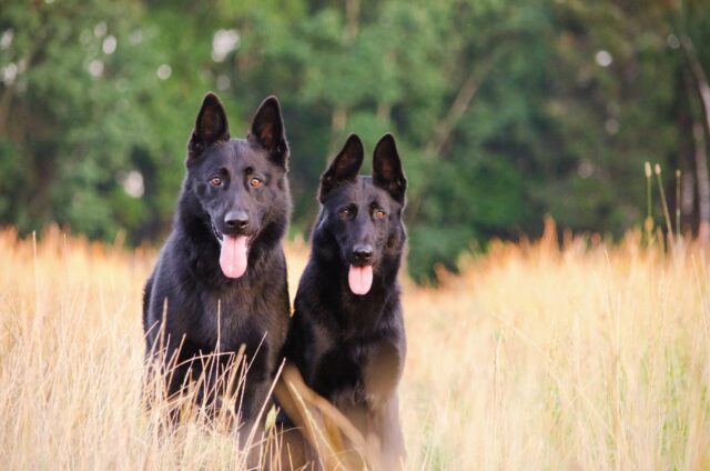 C’è una nuova malattia infettiva che si sta diffondendo tra i cani: ci sono già centinaia di casi