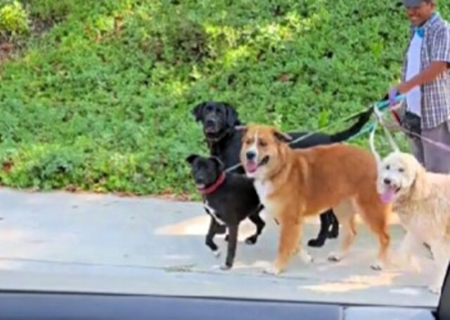 Che imbarazzo! Questo cane si comporta come un adolescente e inizia a “vergognarsi” dei suoi umani