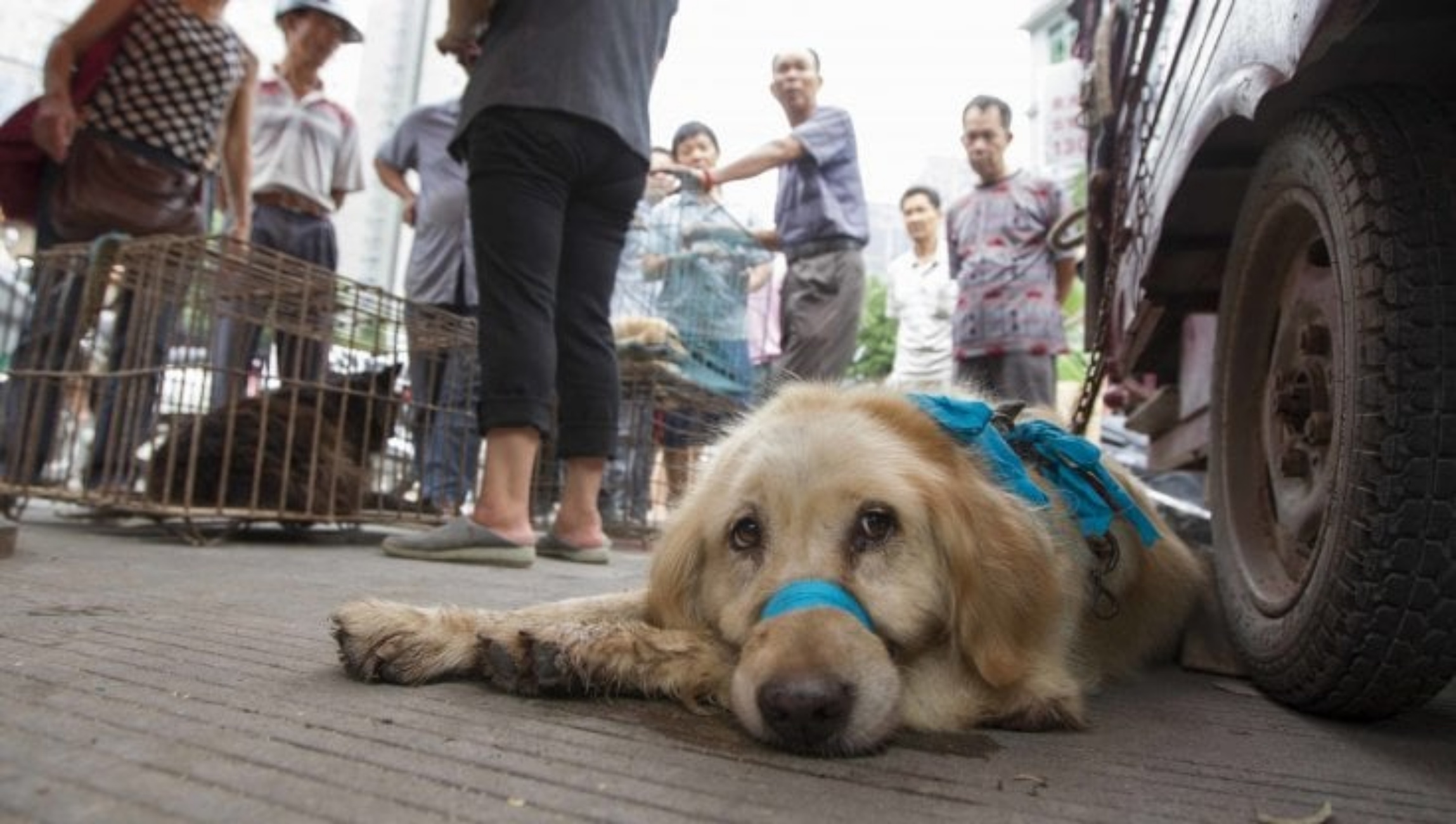 cane destinato al commercio di carne