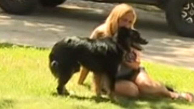 È rimasta in fuga per tre anni, quando hanno catturato questo cane è esplosa la gioia