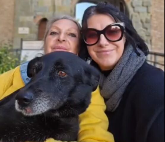 È scappata dalla sua nuova casa a Piacenza per tornare al canile in Sicilia: questa cagnolina ha sorpreso tutti