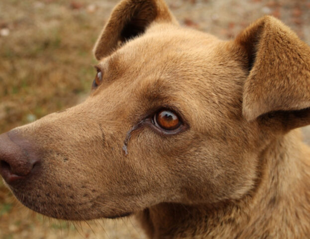 È vero oppure no? La scienza si divide sul fatto che i cani piangono di gioia quando ci rivedono