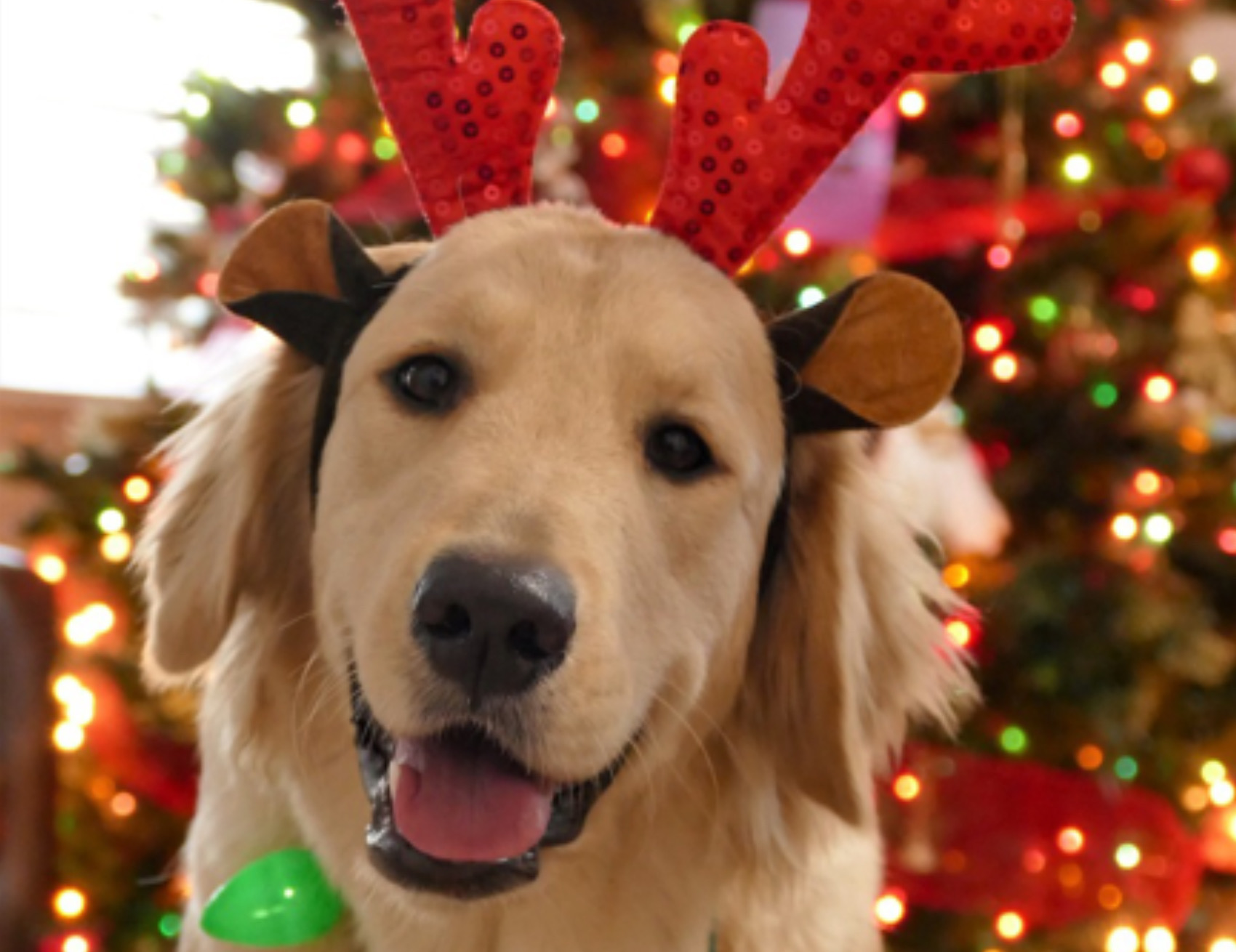 Cane con l’abito di Natale