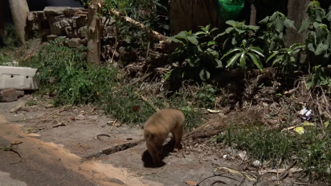 Cucciolo di cane vaga per strada