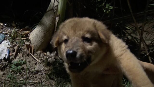 Era notte e i volontari hanno provato enorme tristezza quando hanno trovato il cucciolo abbandonato e solo