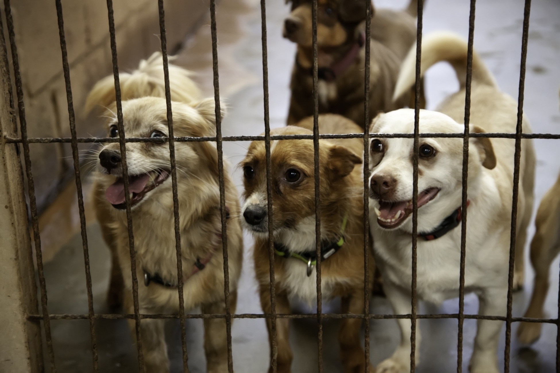 bonus 400 euro se adotti un cane