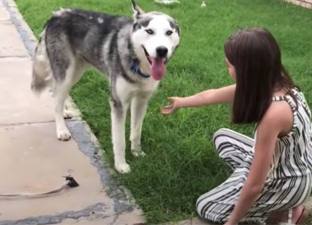 Ha cercato di inseguire la sua famiglia che lo ha abbandonato, ma per questo cane la fortuna è arrivata 24 ore dopo