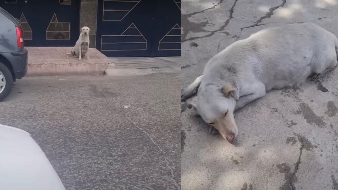 Cagnolina randagia