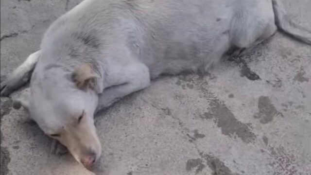 Hanno capito che era incinta e l’hanno cacciata di casa: la cagnolina è rimasta tre giorni al freddo e al gelo