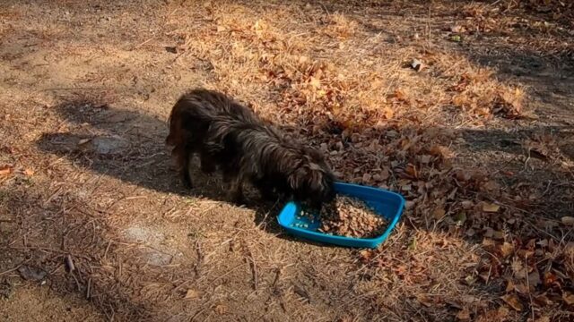 Il cane randagio si trovava per strada: aveva gli occhi tristi ed elemosinava attenzioni e cibo