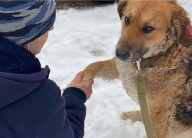 Il cane sfortunato stava vicino alla spazzatura e dava la zampa a tutti chiedendo aiuto