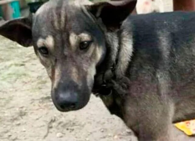 Il cane si rifiuta di smettere di abbaiare furiosamente finché l’uomo non lo segue fino a un neonato abbandonato