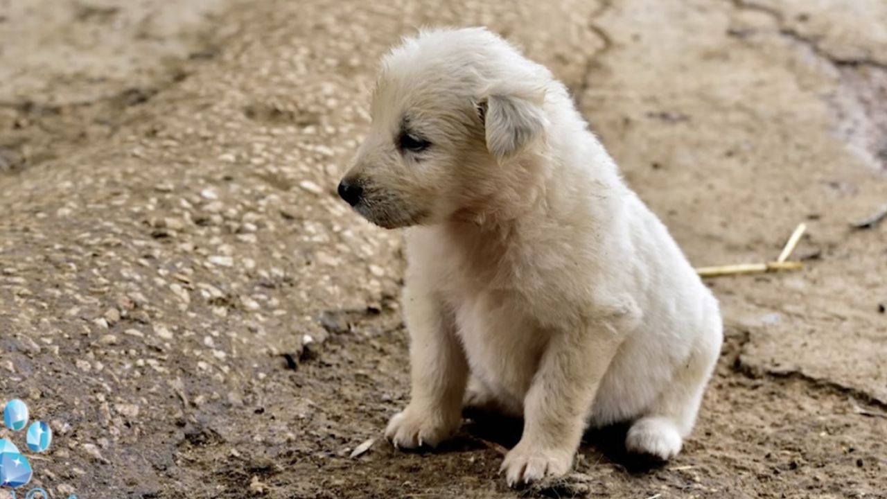 cane viene adottato