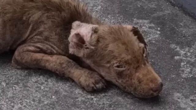 Il cucciolo di cane osservava i passanti, disperato: ormai era rassegnato e pensava che nessuno lo amasse