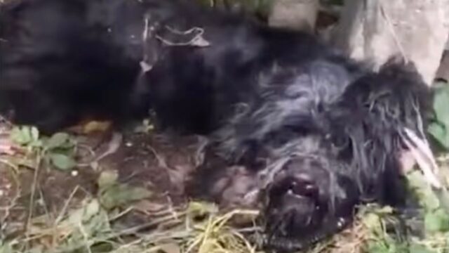 Il grido di questo cane ha attirato l’attenzione dei due uomini, che sono corsi a vedere cosa stava succedendo