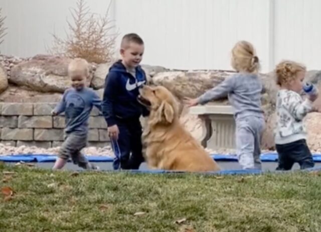 Il modo del Golden Retriever di giocare con il trampolino dei bambini è tutto da vedere