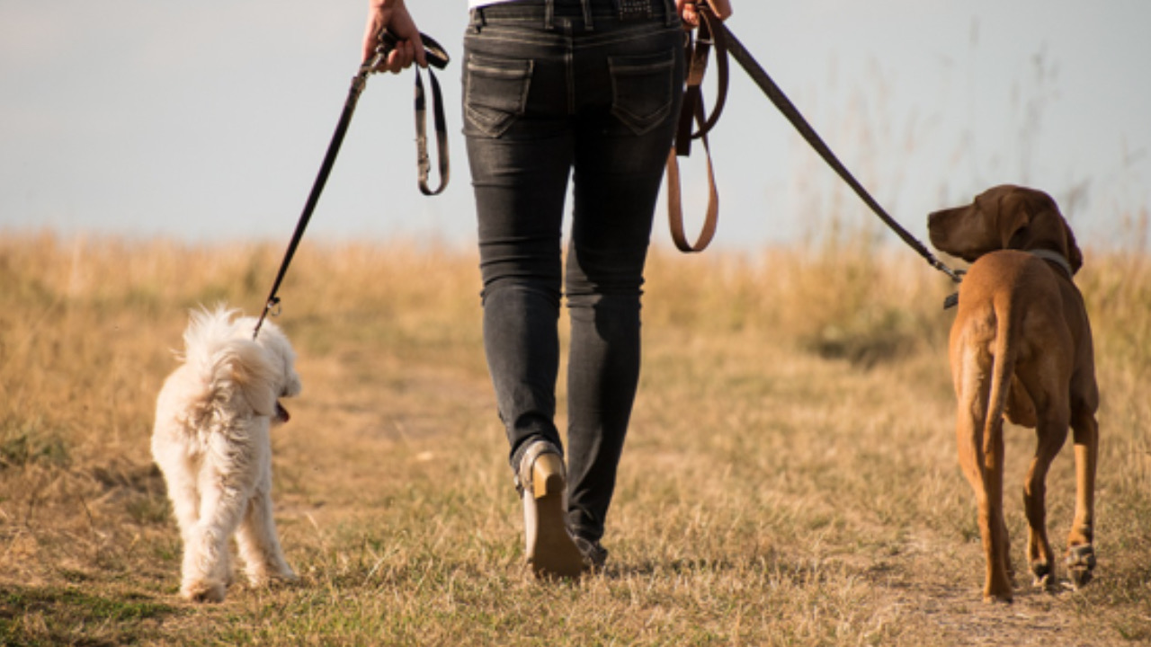 Donna passeggia col cane