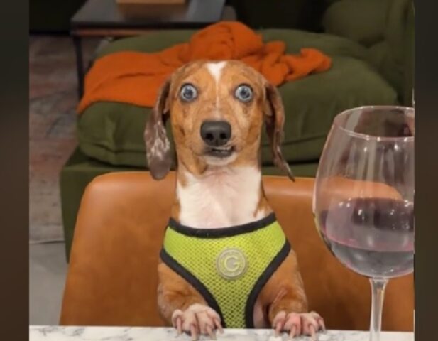 Il padrone serve al cane un bicchiere di vino e il suo modo di prendere le cose è tutto da vedere