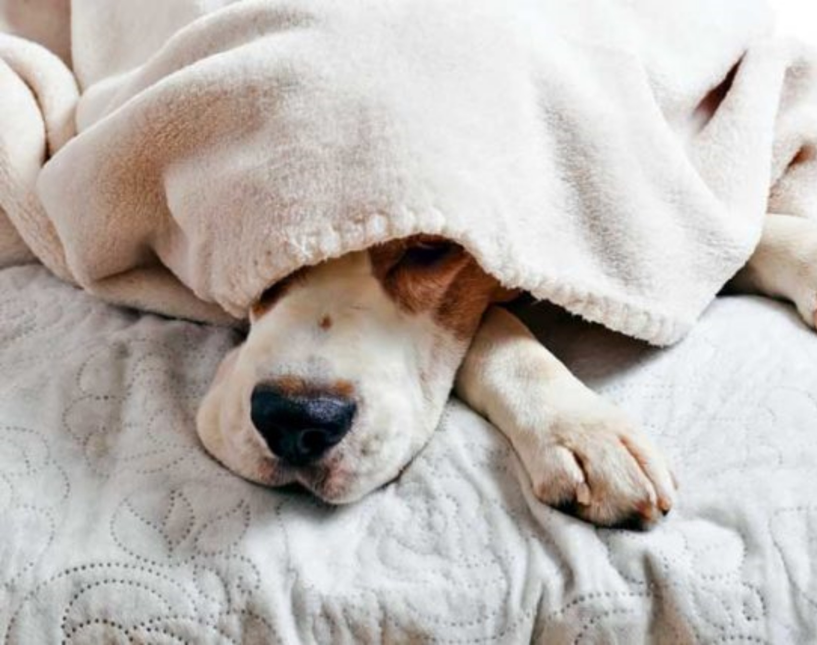 cane dorme sul letto