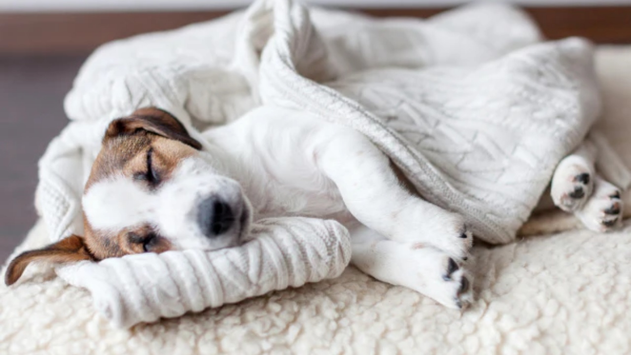 cane che dorme sul letto