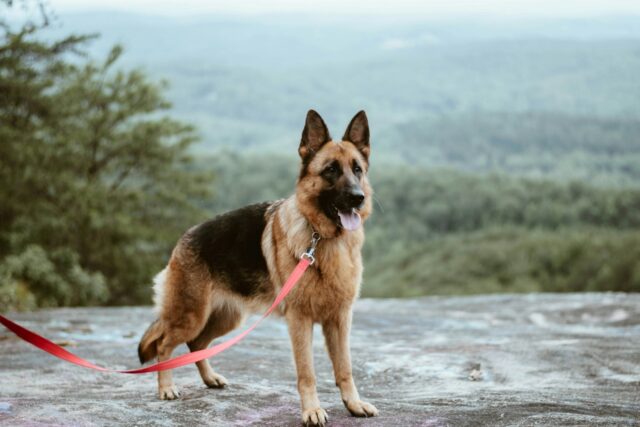 In questa città italiana si sta pensando ad avviare un corso per proprietari di animali pericolosi