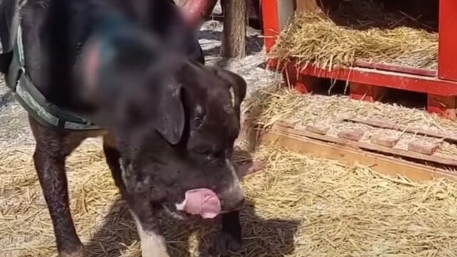 La sua testa si era gonfiata come un pallone, eppure nessuno prestava soccorso a questo cane