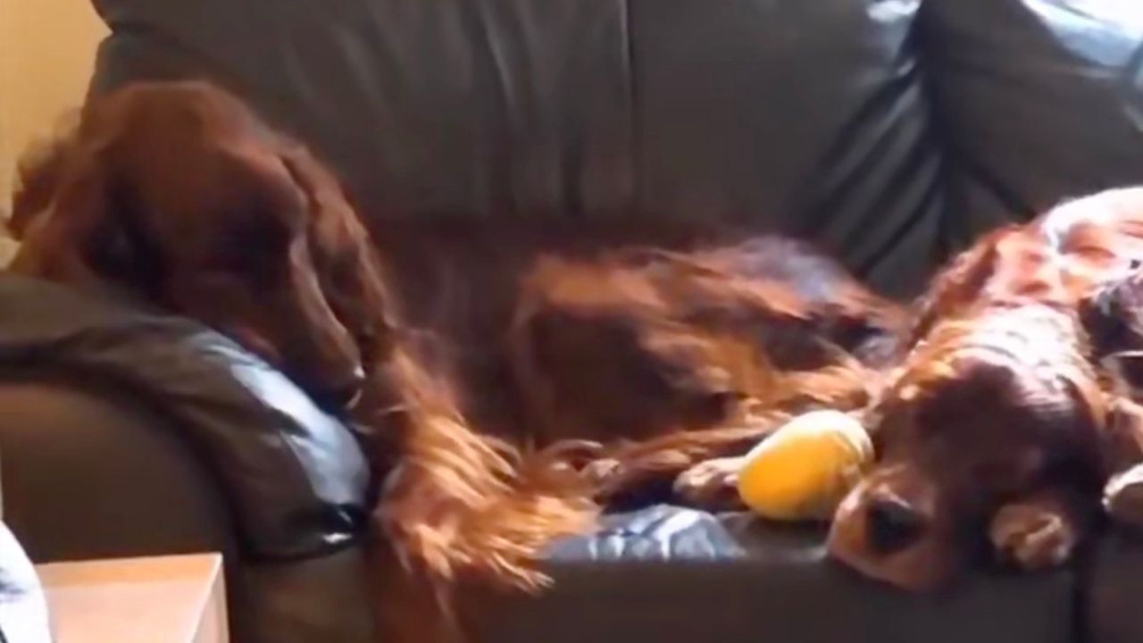 Cani riposano sul divano