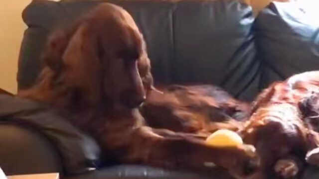 Leggermente infastidito: anche questo cane non è contento se sente il suo fratellone russare