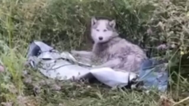 L’hanno lasciata lì, traumatizzata: la cagnolina pensava che nessuno le avrebbe più dato amore