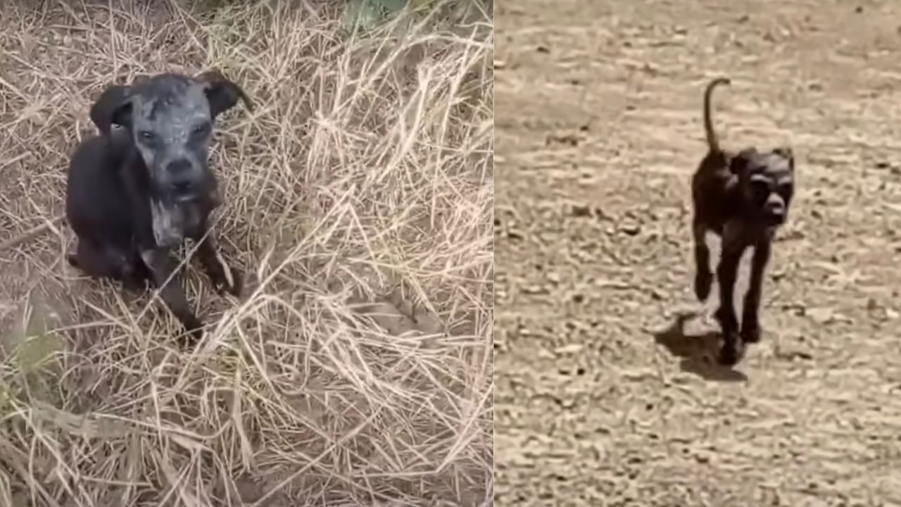 Cagnolina randagia