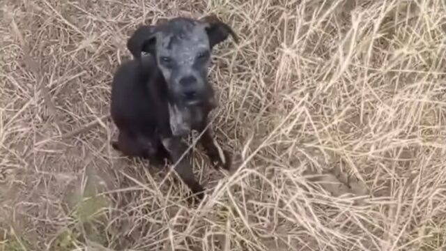 L’hanno trovata in montagna, in mezzo al nulla: la cagnolina rischiava di non essere salvata in tempo