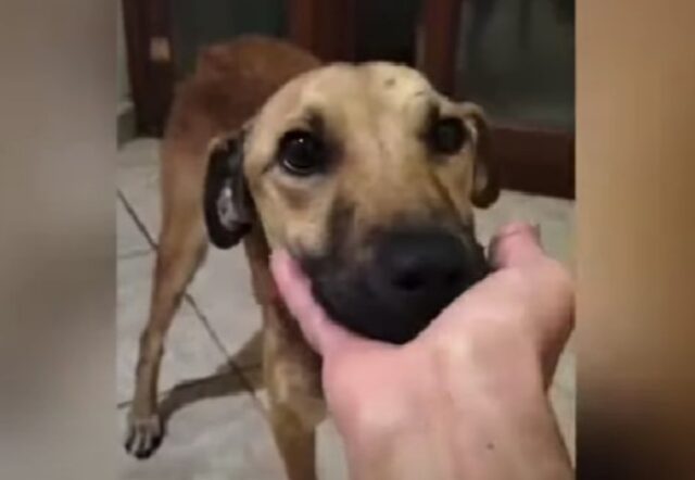 Lui è Hook, il cane che ha perso la zampa in una trappola per cinghiali e ora cerca una famiglia