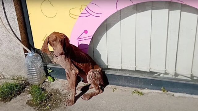 Magro e in condizioni pessime, questo cane vagava per le strade cercando qualcuno che potesse amarlo