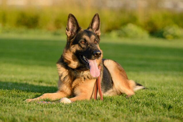 Manca l’assistenza veterinaria e il cane muore dopo essere stato investito: la denuncia sull’Isola d’Elba