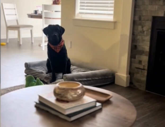 Non ne può proprio fare a meno: questo cane è letteralmente ossessionato dagli snack per l’alito