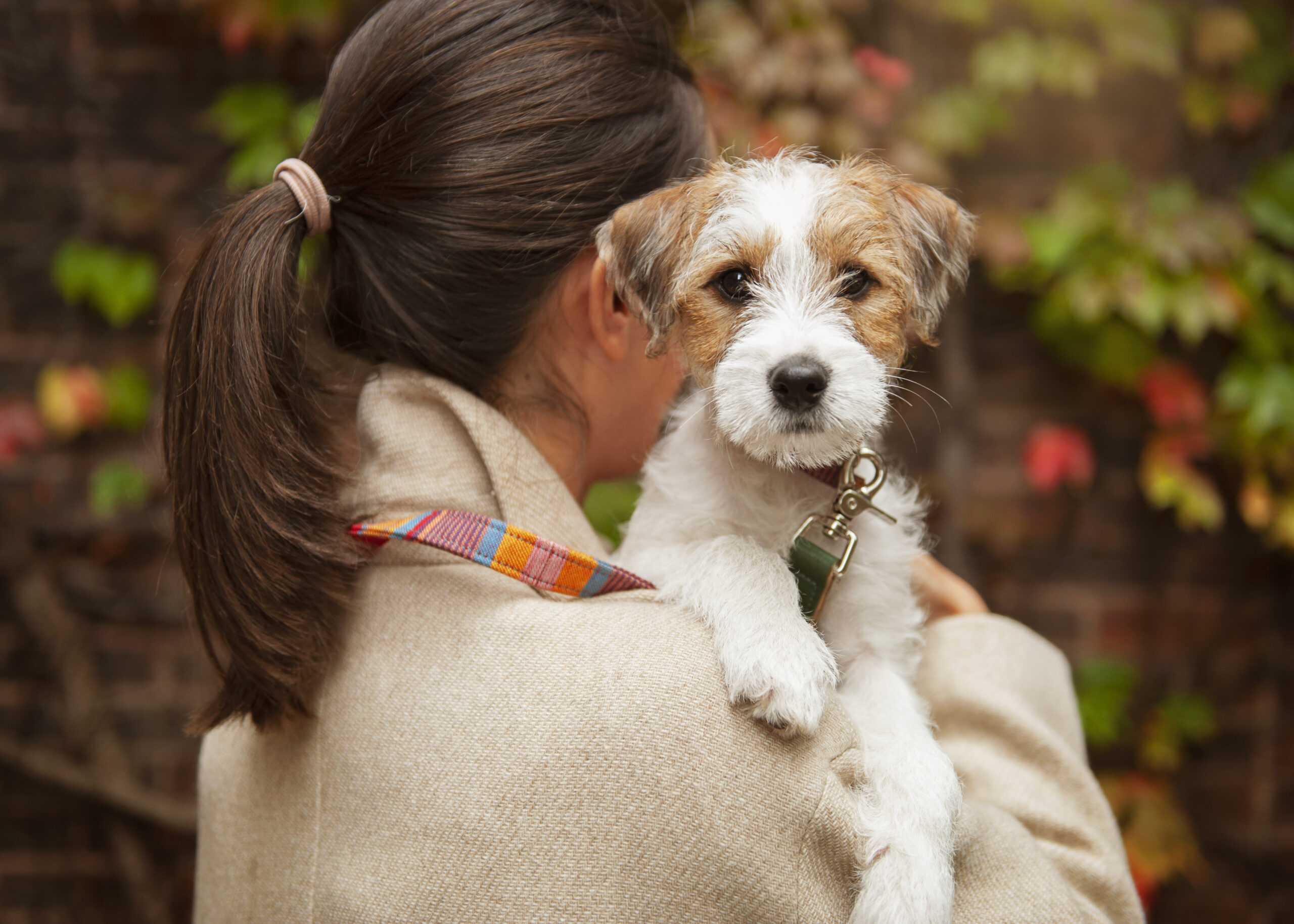 cane in braccio a donna