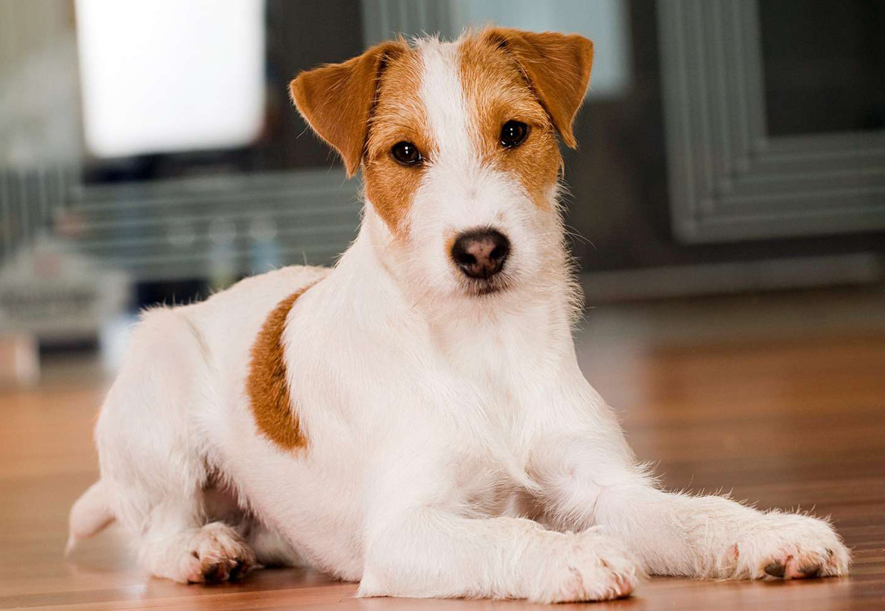 cane accucciato sul pavimento