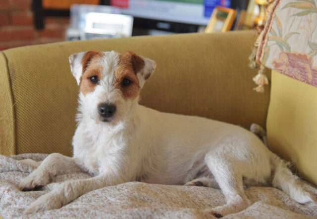 Parson Russell Terrier: carattere, temperamento e indole