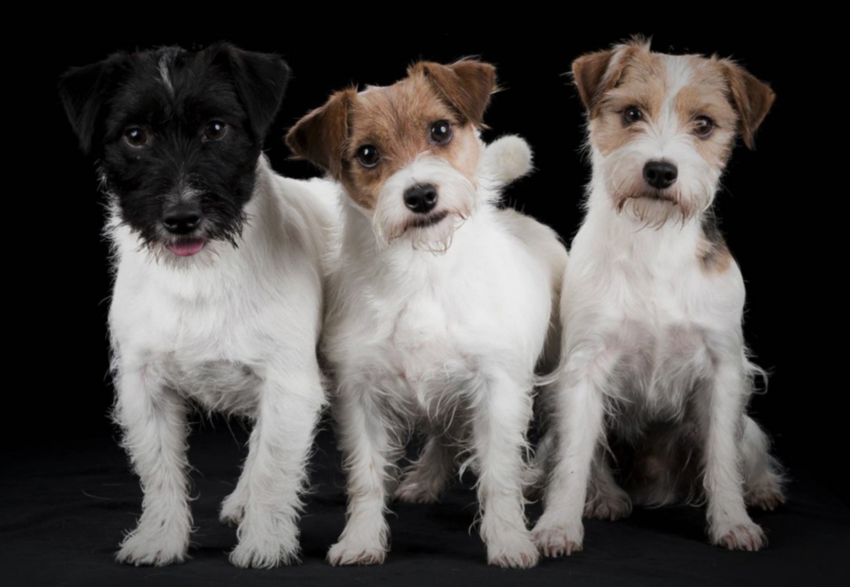 tre cuccioli di parson russell terrier