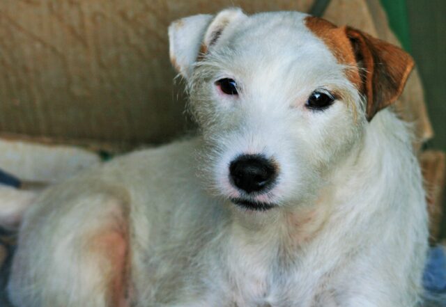 cane bicolore parson russell terrier