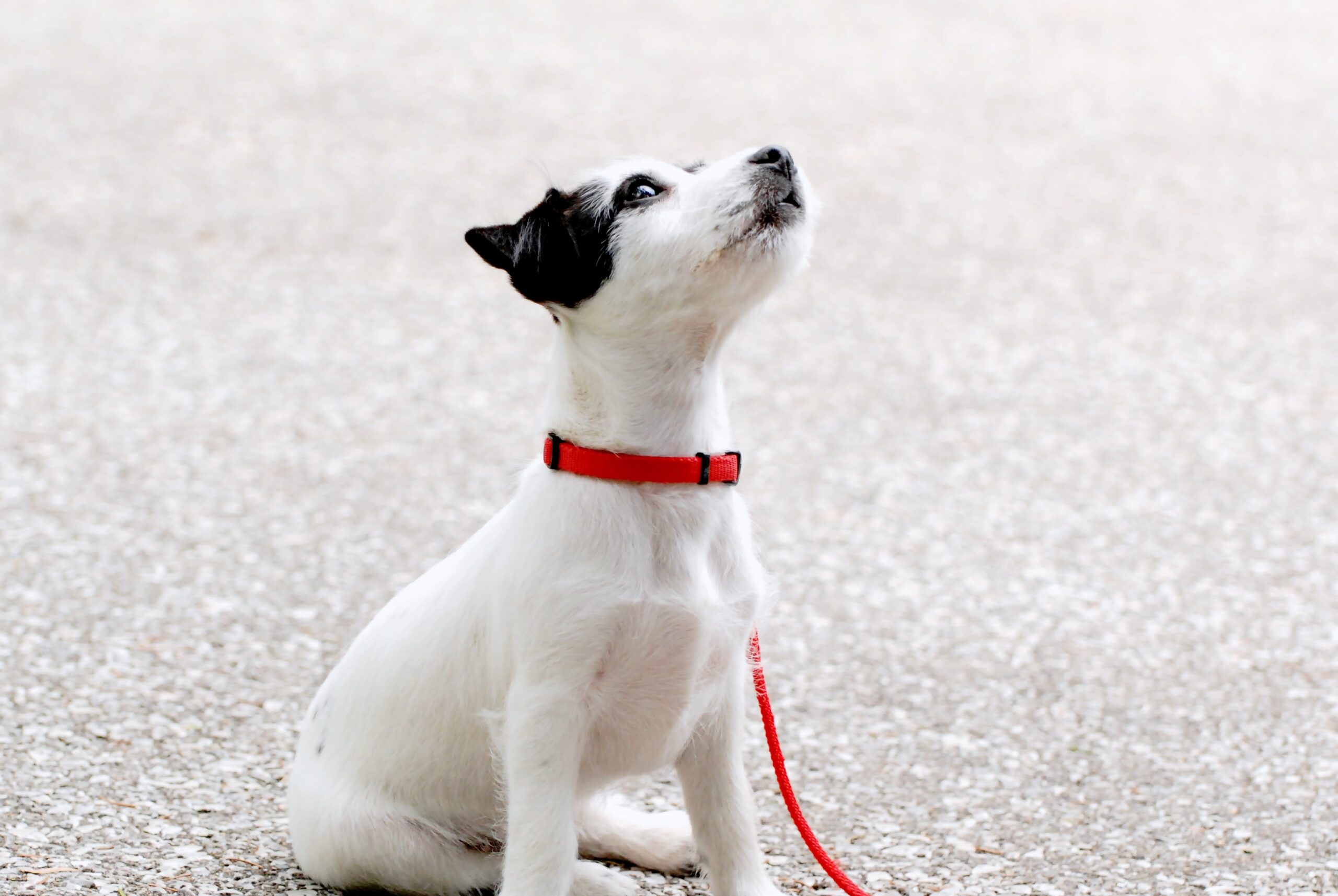 cane che guarda in alto