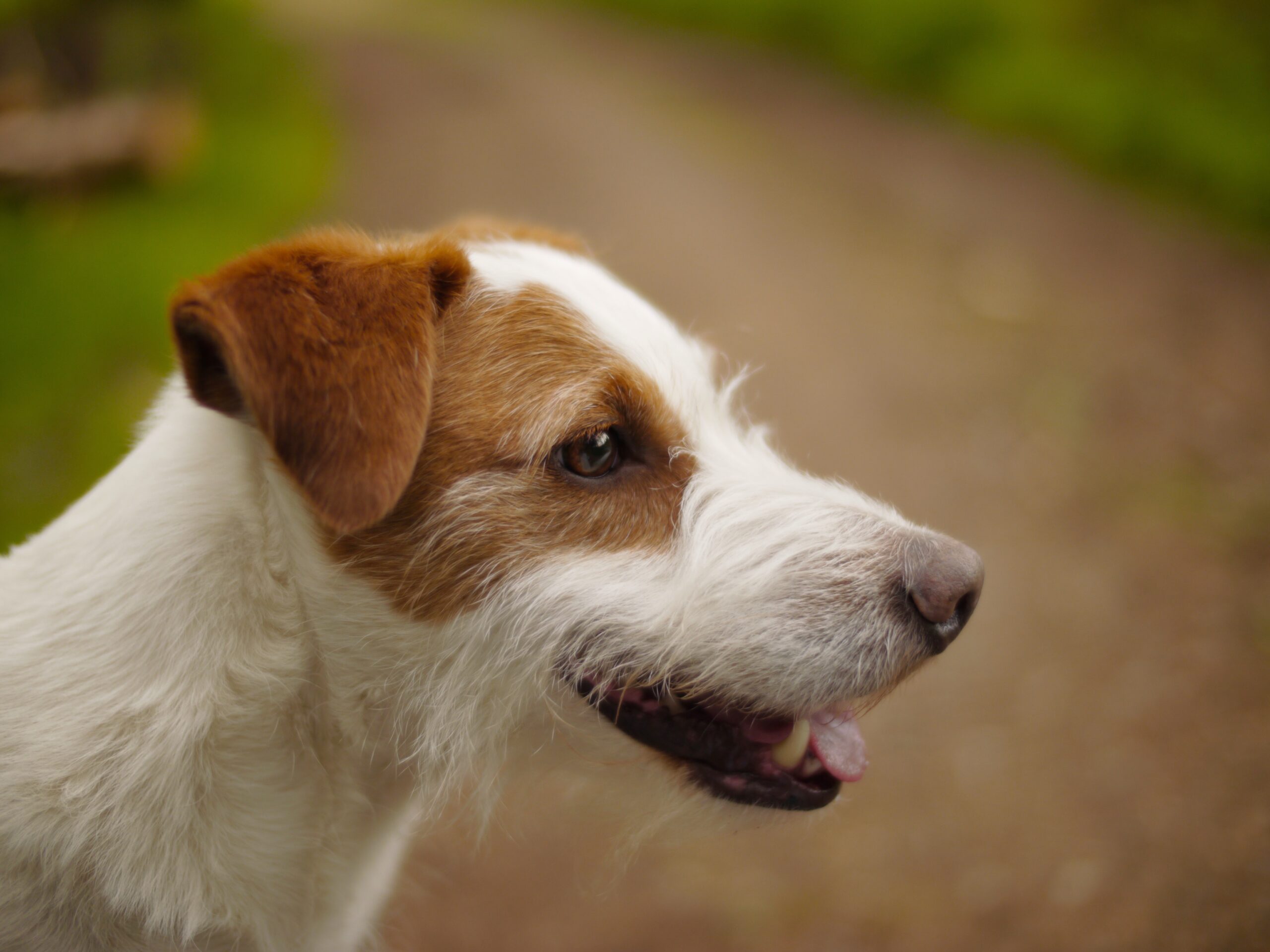 cane da caccia piccolo