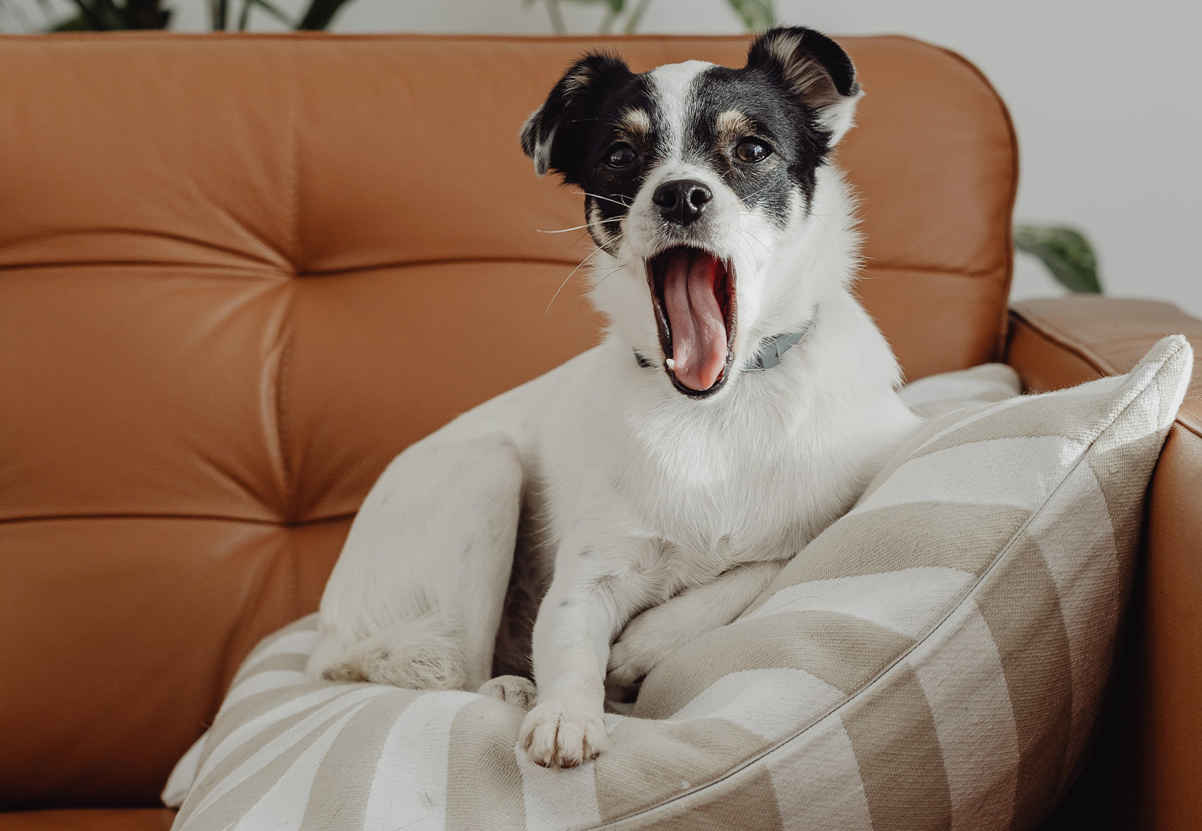 cane che sbadiglia sul divano