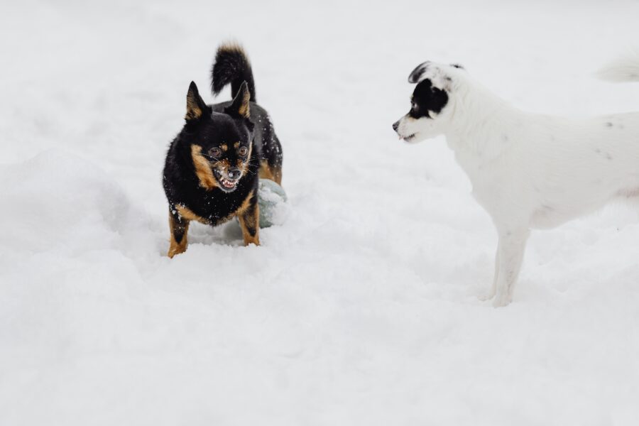 cani che giocano sulla neve