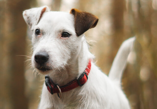 razza di cane Parson Russell Terrier